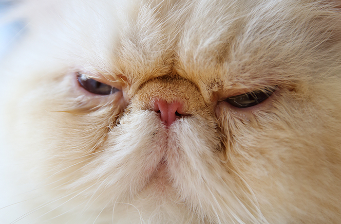 cats with smushed faces