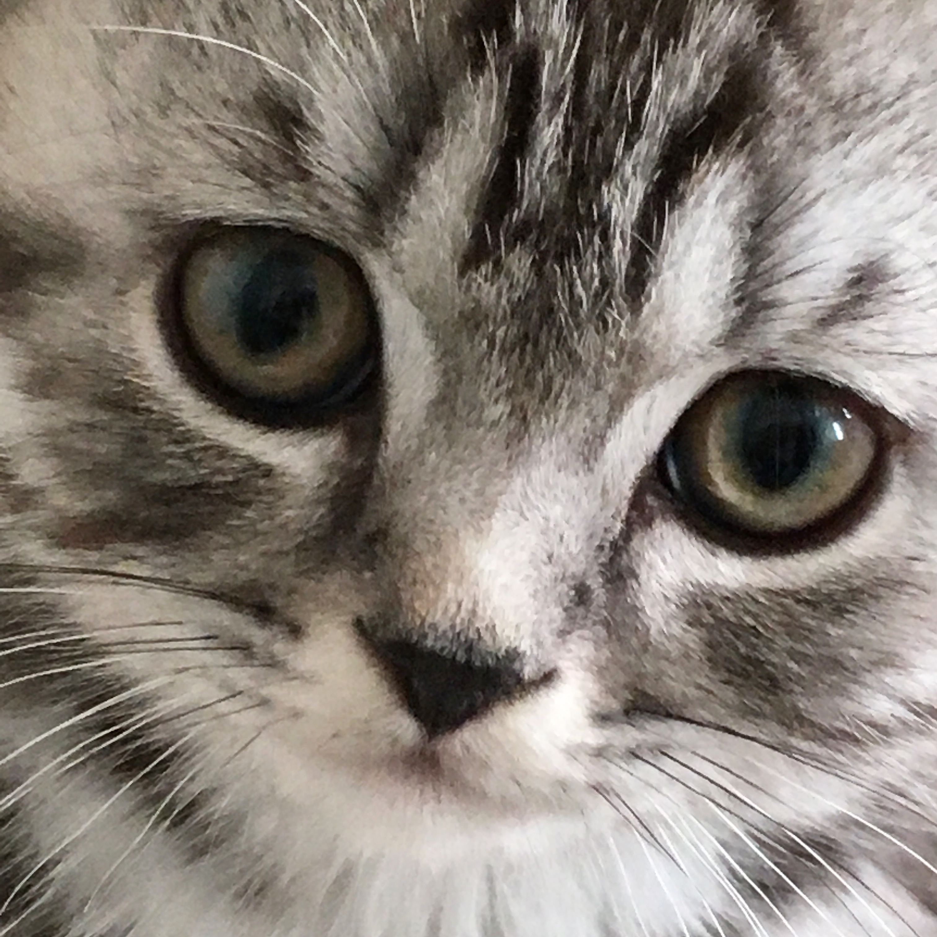british shorthair tabby kitten