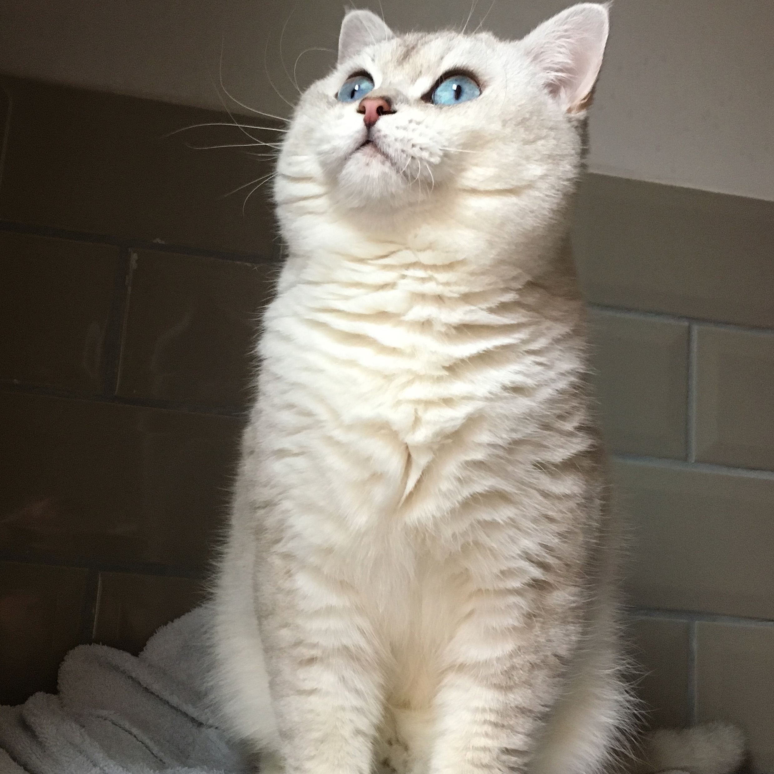 british blue point cat