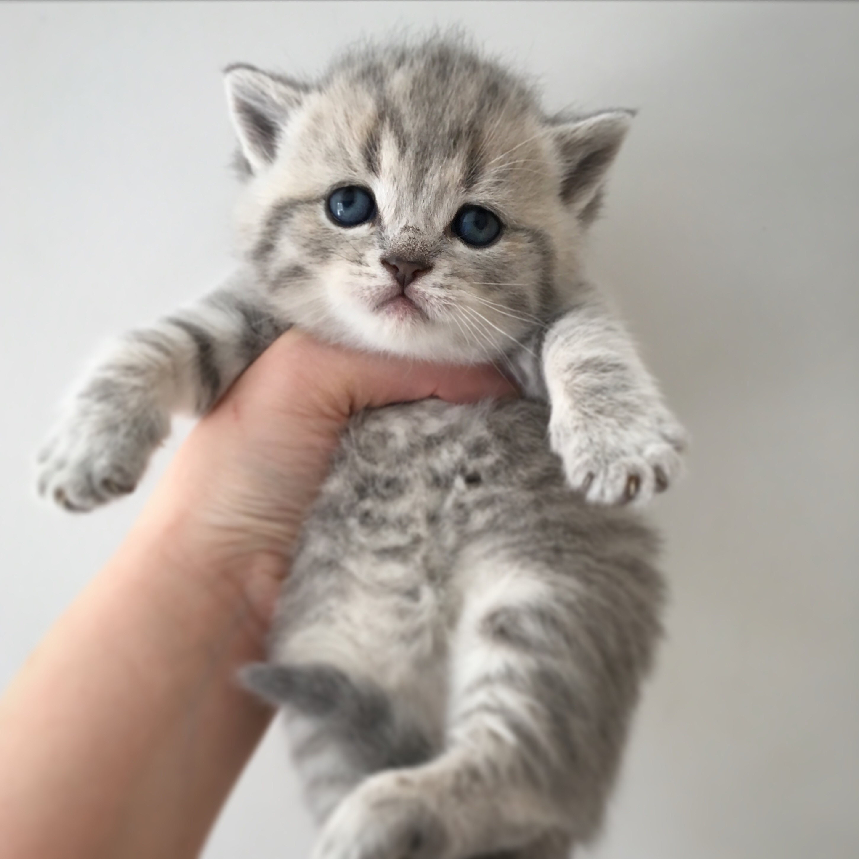 british shorthair blue kittens
