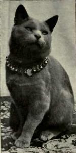 An early british blue cat