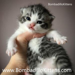 bicolour british shorthair kittens for sale