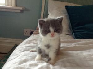 Blue British Shorthair kittens for sale 