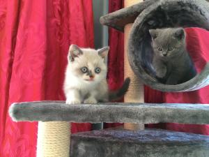 British shorthair kittens on the Pets at Home cat tower