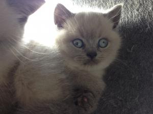 Blue colourpoint British Shorthair with silver blue eye colour