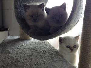 Blue and lilac bicolour colourpoint kittens 