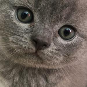 Blue British Shorthair kitten eye colour