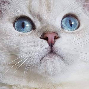 Silver shaded colourpoint British Shorthair blue eyes 