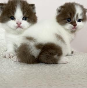 High white British Shorthair kittens in chocolate 