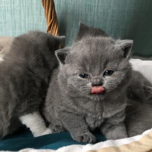 kitten socialization blue british shorthairs for sale