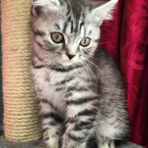 Mackerel silver tabby British Shorthair kittens for sale