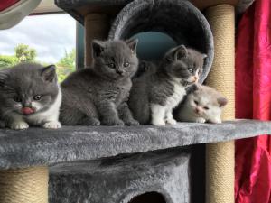 litter tray hygiene for British Shorthair kittens 
