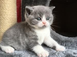 Blue Bicolour British Shorthair kittens for sale 