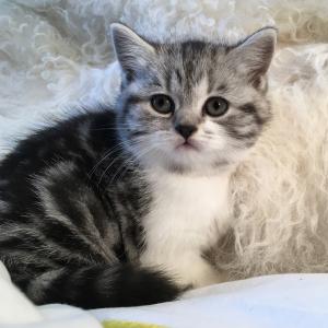 Muffin silver tabby bicolour British Shorthair kitten