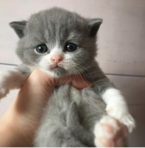 blue bicolour british shorthair kitten 