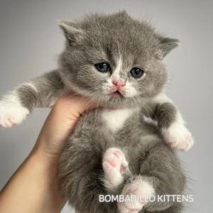 blue bicolour British Shorthair kitten