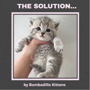 solution to vary cat's diet cute silver tabby British Shorthair kitten 