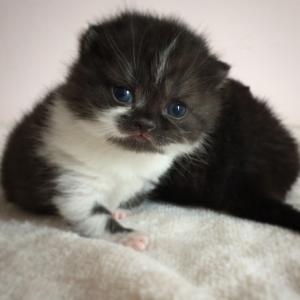 black bicolour british shorthair kitten