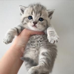 blue golden shaded British Shorthair for sale 
