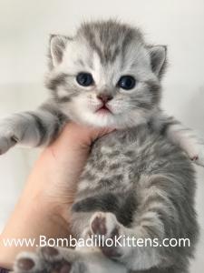 Bombadillo british shorthair kittens for sale