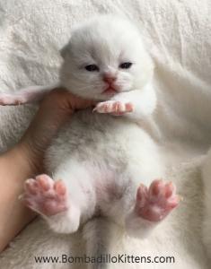 colourpoint british shorthair kittens for sale
