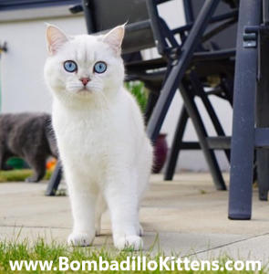 Colourpoint British Shorthair kittens for sale