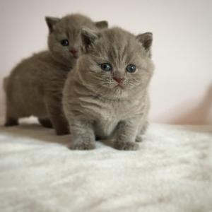 lilac british shorthair kitten for sale