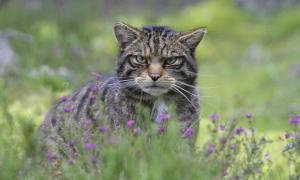 Scottish wild cat feed cat