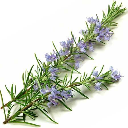 Herbs for cats rosemary