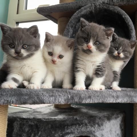 Bicolour British Shorthair kittens for sale