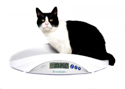 how to make a cat gain weight