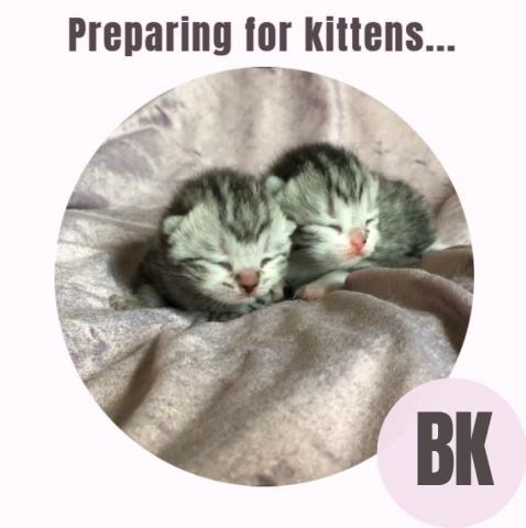 Preparing for kitten birth