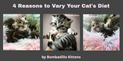 4 reasons to vary your cat's diet with three silver tabby kittens