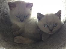 Blue colourpoint British Shorthair kittens with blue eye colour