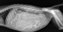 cat x ray showing number of kittens how many kittens 
