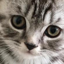 silver tabby British Shorthair kittens for sale