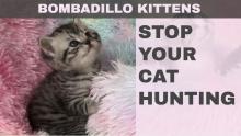 Stop your cat hunting