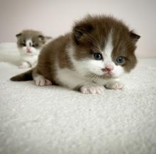 Chocolate British Shorthairs kittens 